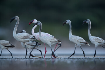 Obraz premium Lesser Flamingos in the evening hours at Lake Bogoria with reflection on water, Kenya