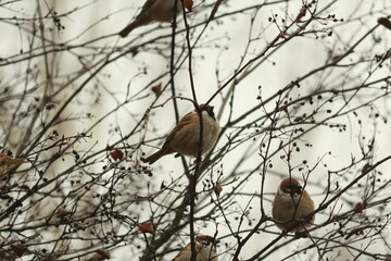 A flock of brown fluffy sparrows sits in a bush among bare branches and dry black berries against a cloudy sky on an autumn day. Passer montanus or Eurasian Tree Sparrow.