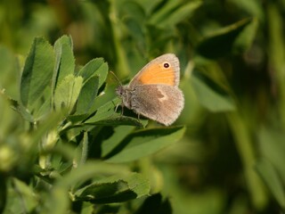 Small heath butterfly (Coenonympha pamphilus) - orange brown butterfly on green leaves of clover
