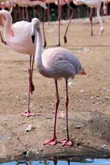 flamingo in the water © Simon Edge