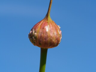 Wild Leek (Allium ampeloprasum)