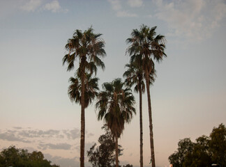 Fototapeta na wymiar landscape for palm trees at sunrise with clouds in tlemcen algeria
