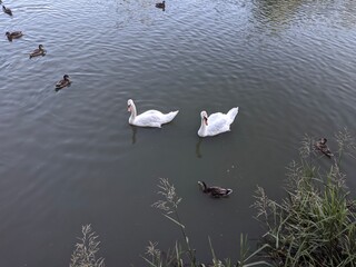Swans and duck