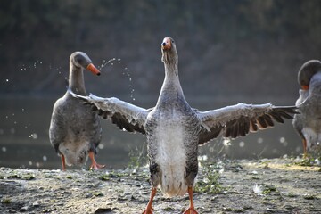 seagull, mallard, duck in the lake in Tuscany with autumn colors near Florence