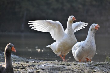 seagull, mallard, duck in the lake in Tuscany with autumn colors near Florence