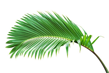 Tropical Palm Leaf Isolated on White Background