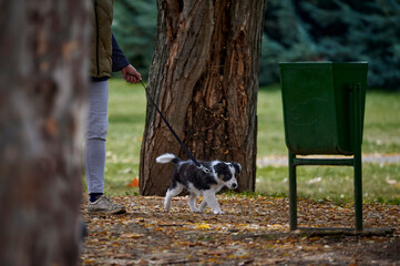 Border Collie puppy first outing to the park in autumn