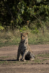 Fototapeta na wymiar Leopard cub Koboso, Masai Mara, Kenya