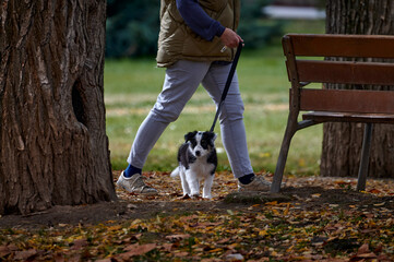 Border Collie puppy first outing to the park in autumn