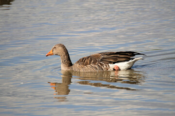 A close up of a Greylag Goose