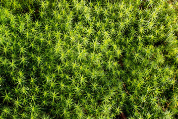 Green moss close-up. Kukushkin flax ordinary, or Polytrichum ordinary lat. Polytrichum commune .