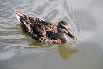 A Mallard Duck in the water