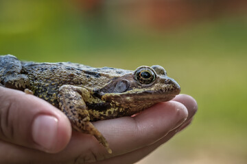Holding a big frog in a hand.