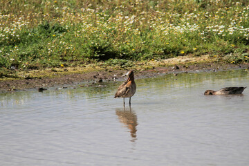 Fototapeta premium A Sandpiper in the water