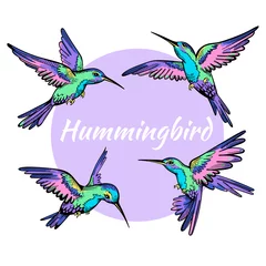 Fotobehang Kolibrie Set van vier vliegende kolibries. Heldere vogels vector illustratie