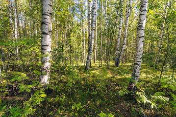 Obraz premium Green summer forest in the morning on a warm Sunny day .Natural background of Russian birch trees.