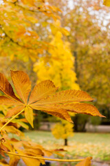 Beautiful chestnut leaves in autumn in ocher color