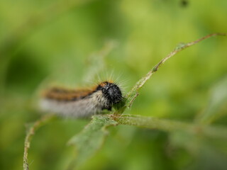 A small gray hairy caterpillar with longitudinal brown stripes devours leaves on a Bush branch against a background of green vegetation. Agricultural pests in natural conditions on a Sunny spring day.