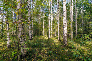Obraz premium Green summer forest in the morning on a warm Sunny day .Natural background of Russian birch trees.