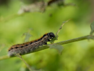 A small gray hairy caterpillar with longitudinal brown stripes devours leaves on a Bush branch against a background of green vegetation. Agricultural pests in natural conditions on a Sunny spring day.
