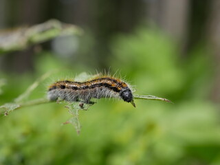 A small gray hairy caterpillar with longitudinal brown stripes devours leaves on a Bush branch against a background of green vegetation. Agricultural pests in natural conditions on a Sunny spring day.