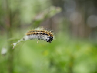 A small gray hairy caterpillar with longitudinal brown stripes devours leaves on a Bush branch...