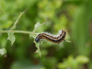 A small gray hairy caterpillar with longitudinal brown stripes devours leaves on a Bush branch against a background of green vegetation. Agricultural pests in natural conditions on a Sunny spring day.