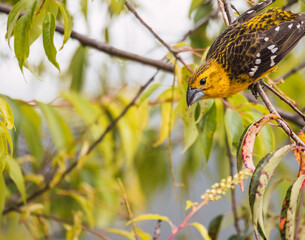 yellow bird on a branch preparing to fly