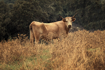 Cow grazing in a pasture.