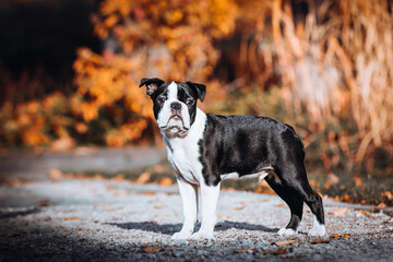 Boston terrier dog female outside. Dog in beautiful red and yellow park outside.