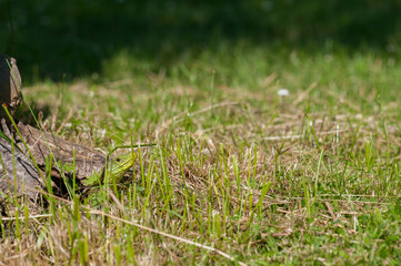 Ocellated lizard (Timon lepidus) in a golf course, Italy