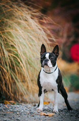 Boston terrier dog female outside. Dog in beautiful red and yellow park outside.	