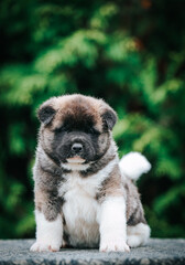 Obraz premium American akita cute puppy outside in the beautiful park. Akita litter in kennel photoshoot. 