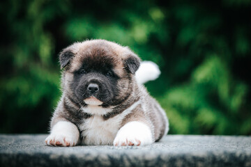 American akita cute puppy outside in the beautiful park. Akita litter in kennel photoshoot.	