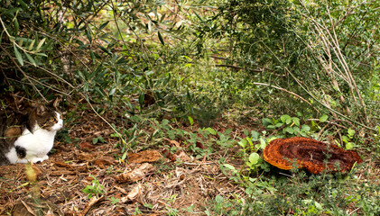 Obraz premium katze im Gebüsch hält Abstand zu großen stark duftenden Pilz mit schöner struktur