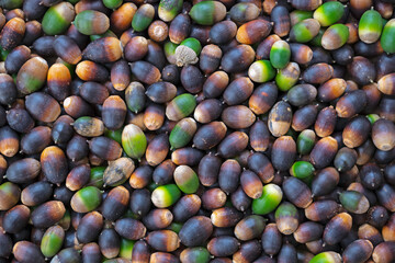 A background of acorns. Acorn, also know as oak nut, is the nut or bean of the oak tree.