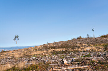 Drought and dead forest