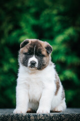 Naklejka na ściany i meble American akita cute puppy outside in the beautiful park. Akita litter in kennel photoshoot. 