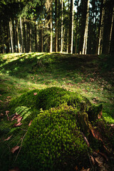 Moss covers tree on Limes