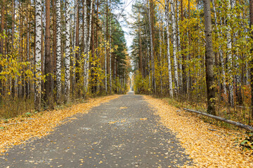 Obraz premium Gray trail with yellow leaves in an autumn pines and birches forest