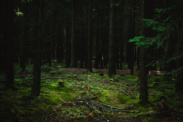 Scary and dark forest with moss