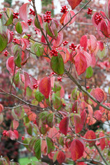 red berries on a bush with red leaves