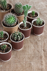 Cactus and succulent plants collection in paper cups. Home garden