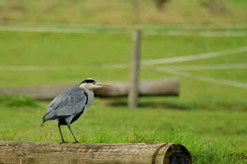 heron
