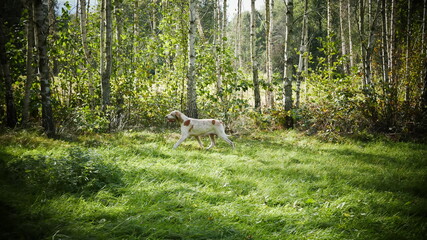 dog in the woods