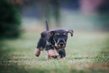 Dachshund puppy outside playing. Autumn photography. puppies in kennel.	