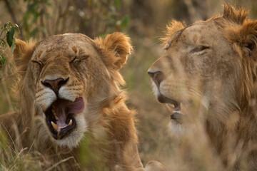 Plakat A pair of lion during dusk at Masai Mara, Kenya