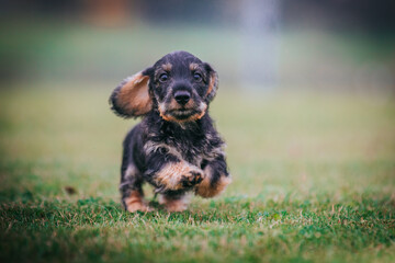 Dachshund puppy outside playing. Autumn photography. puppies in kennel.