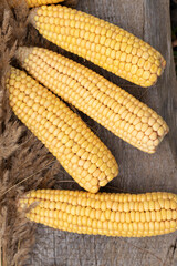 Yellow sweet corn crop