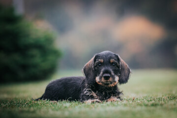 Dachshund puppy outside playing. Autumn photography. puppies in kennel.	